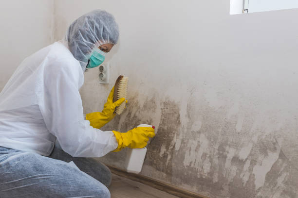 Best Kitchen Mold Remediation in Middleburg Heights, OH