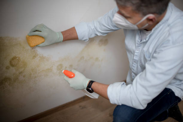 Best Industrial Mold Remediation in Middleburg Heights, OH