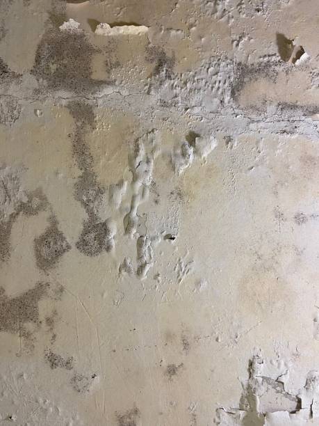 Best Attic Mold Remediation in Middleburg Heights, OH