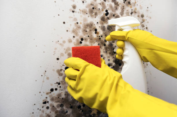 Best Black Mold Remediation in Middleburg Heights, OH