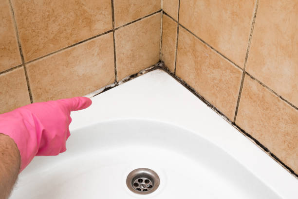 Best Crawl Space Mold Remediation in Middleburg Heights, OH